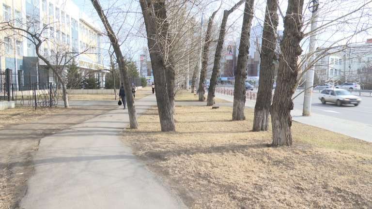 Исчезновением тополей с памятной аллеи в Иркутске заинтересовались следователи