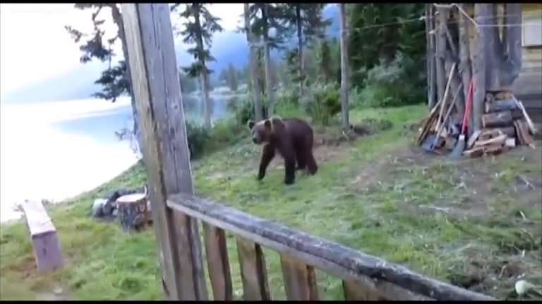 Популяцию медведей пересчитали сотрудники нацпарка в заповеднике на Байкале