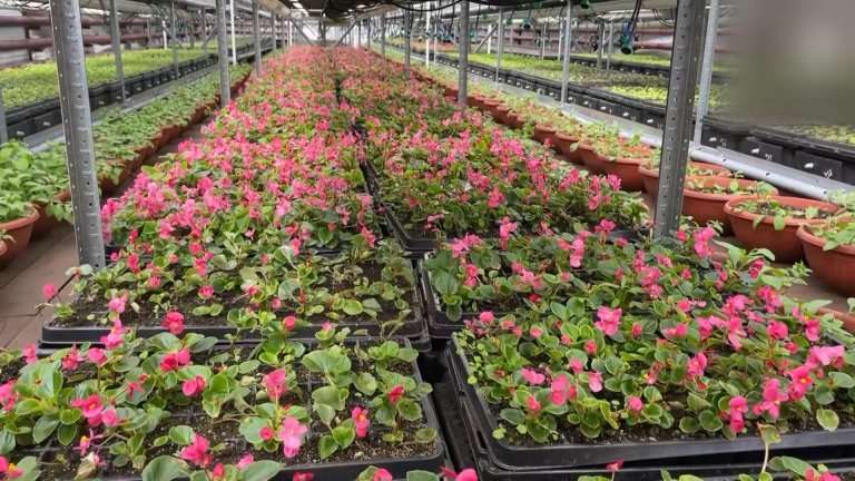 Иркутску готовят цветочный наряд