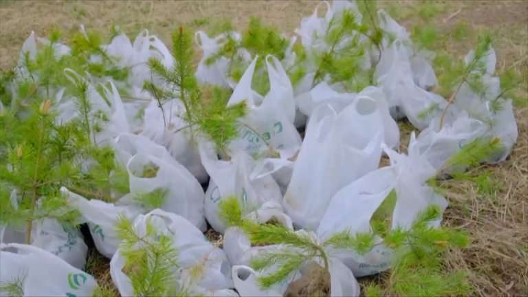 3,5 тысяч сосен высадят в Кайской роще в Иркутске