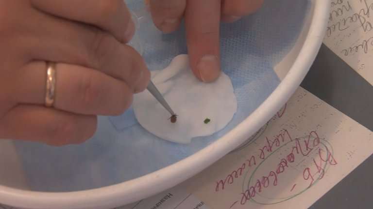 Резкое увеличение активности клещей зафиксировано в Иркутской области