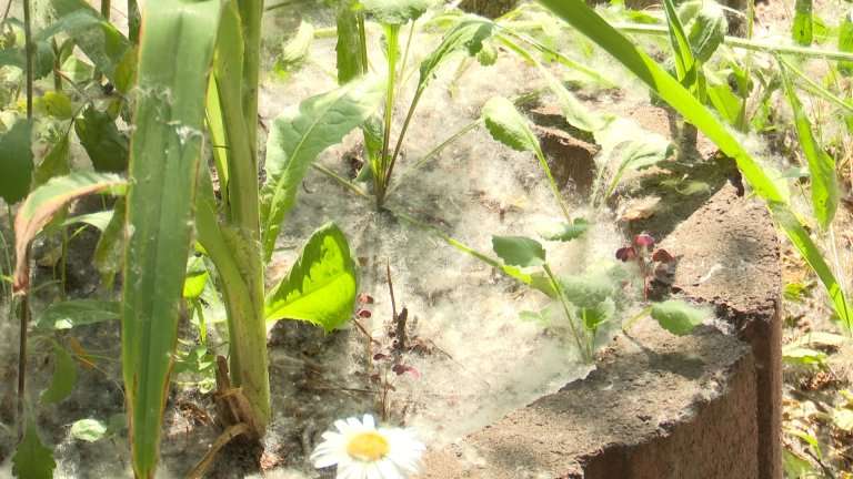 Тополиный пух этим летом создал целый ряд проблем в Иркутске