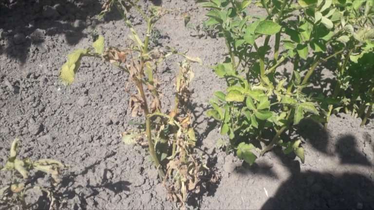 В слизь превратился будущий урожай картофеля в нескольких районах Иркутской области