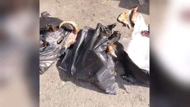 Останки животных уже в 12-ый раз за месяц выбрасывают неизвестные в разных районах Иркутска