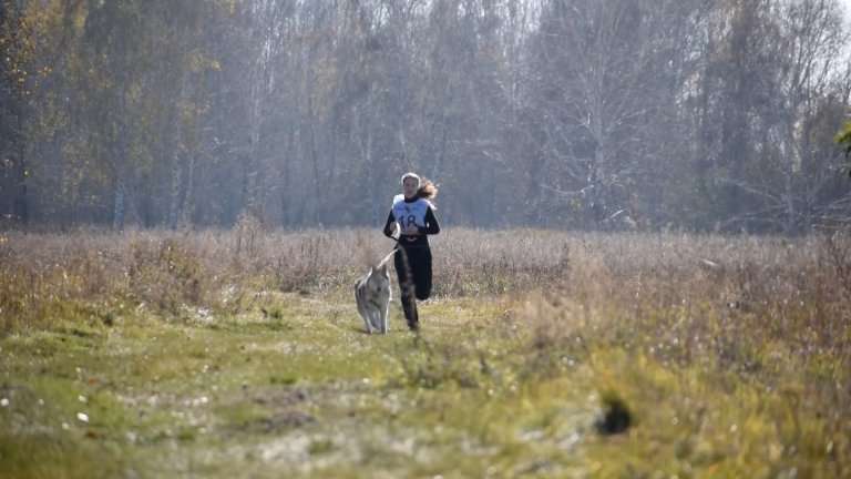 Четвероногие спортсмены соревновались в выносливости в Иркутске