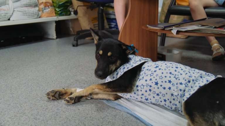 Больше половины уличных животных Тайшета стерилизовали в рамках бесплатной акции