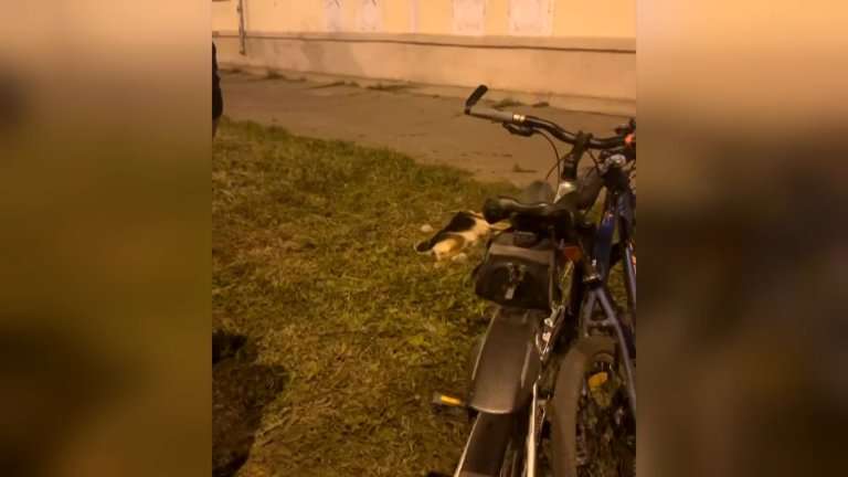 Собака выпала из окна 4 этажа в Ангарске