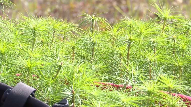 Выжженную и вырубленную тайгу восстанавливают в Иркутской области