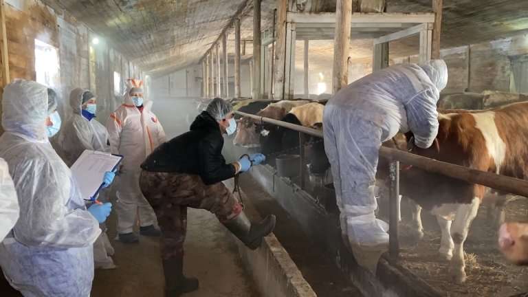 Ещё в одном районе Иркутской области ввели режим ЧС из-за опасного заболевания сельскохозяйственных животных