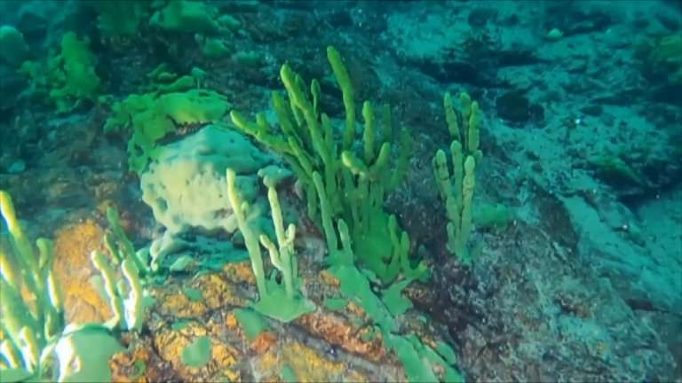 Первое в этом году исследование байкальских губок провели учёные Лимнологического института