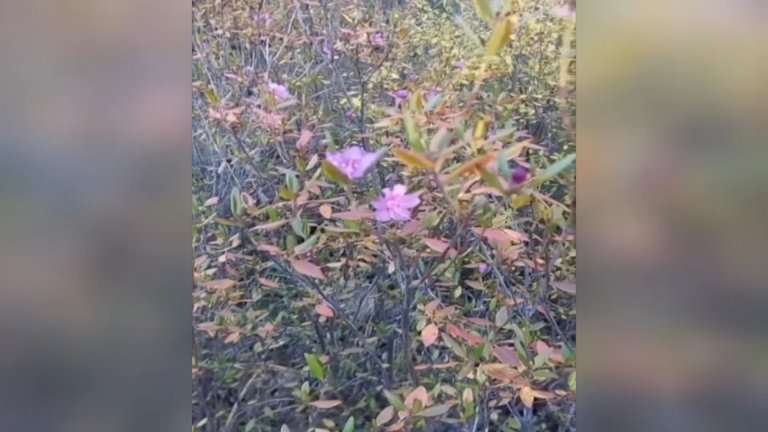 Багульник зацвёл под Иркутском