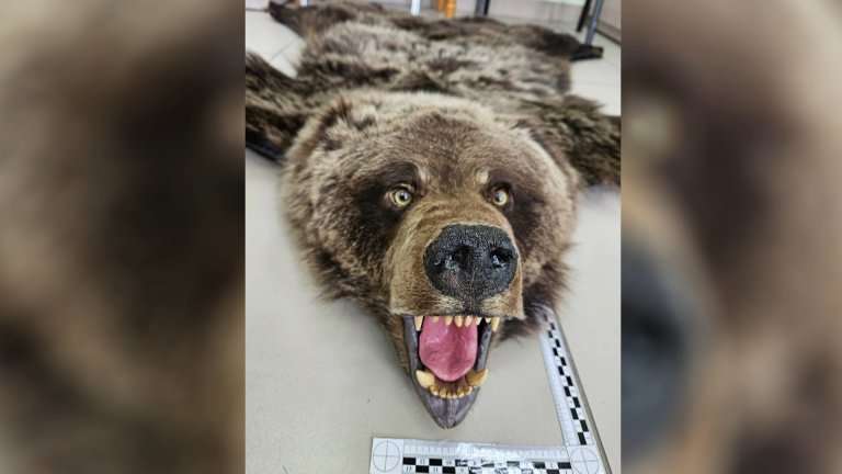 Запрещённые к ввозу товары регулярно выявляют на иркутской таможне