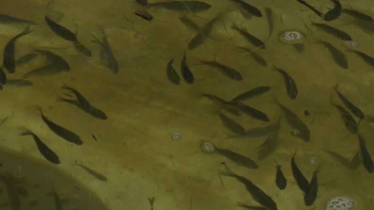 19 тысяч мальков сазана выпустили в реку Белую в Усольском районе