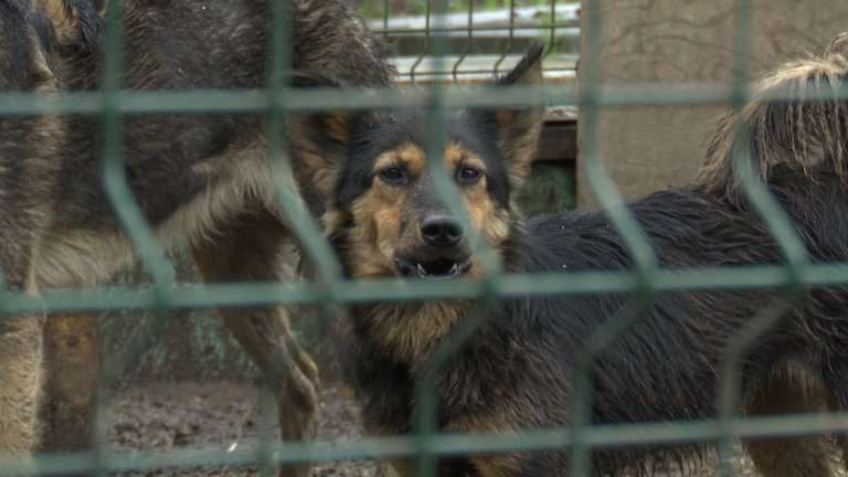 Количество пострадавших от укусов собак детей резко увеличилось в Иркутской области за последние годы