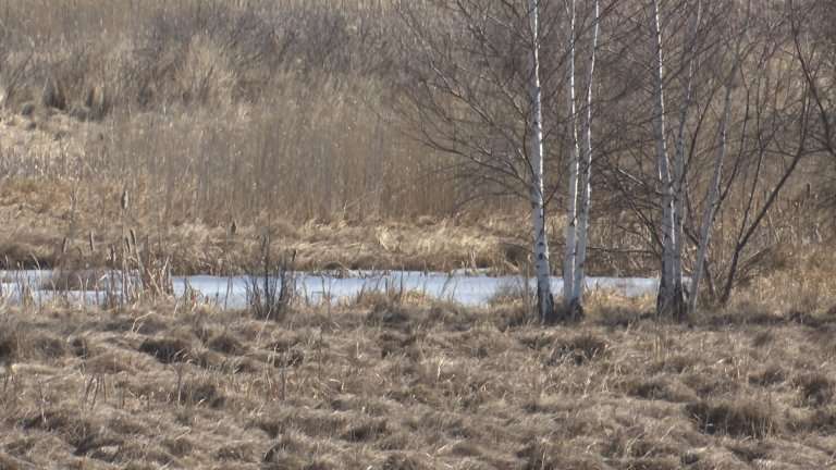 Природный заказник "Птичья гавань" в Иркутске страдает из-за урбанизации