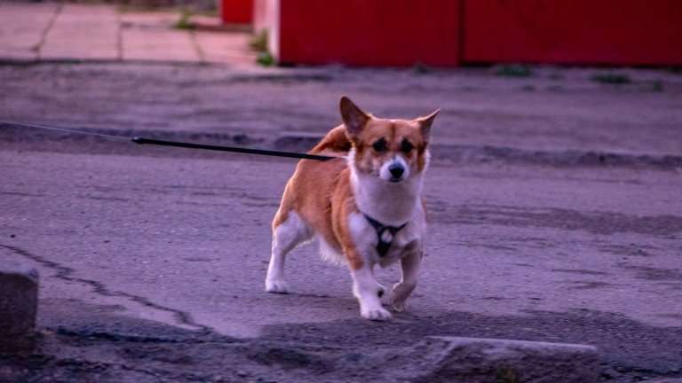 9 тысяч собак получили микрочипы в рамках обязательной регистрации в Иркутской области
