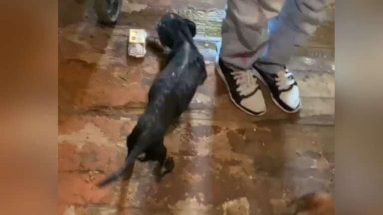 Живодёры среди нас: два факта жестокого обращения с животными выявлены в Ангарске и Черемхове