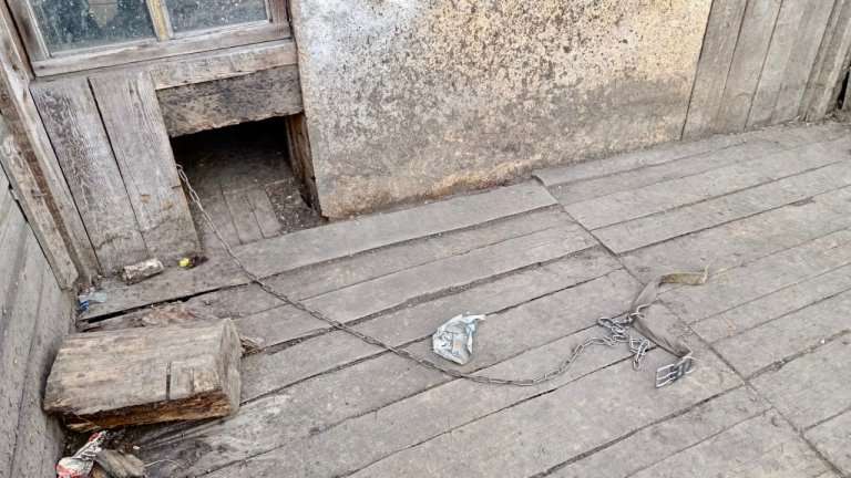 Искусанный ротвейлером полуторогодовалый ребёнок в тяжёлом состоянии госпитализирован в Тайшете