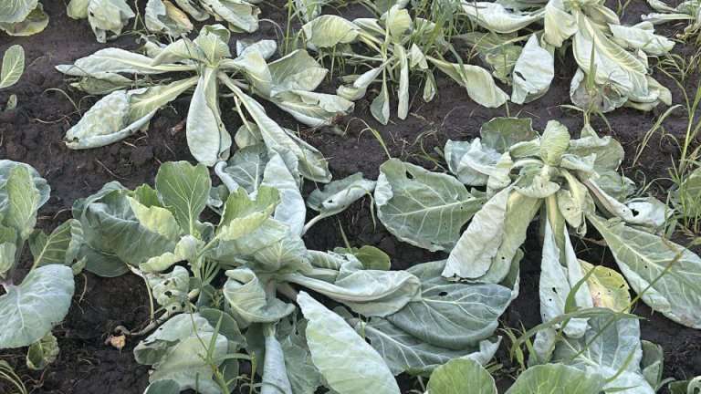 Проблемы со сбором урожая возникли сразу в нескольких районах Иркутской области