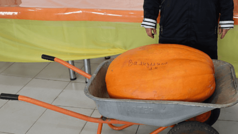 Самую большую тыкву ищут в Чунском районе