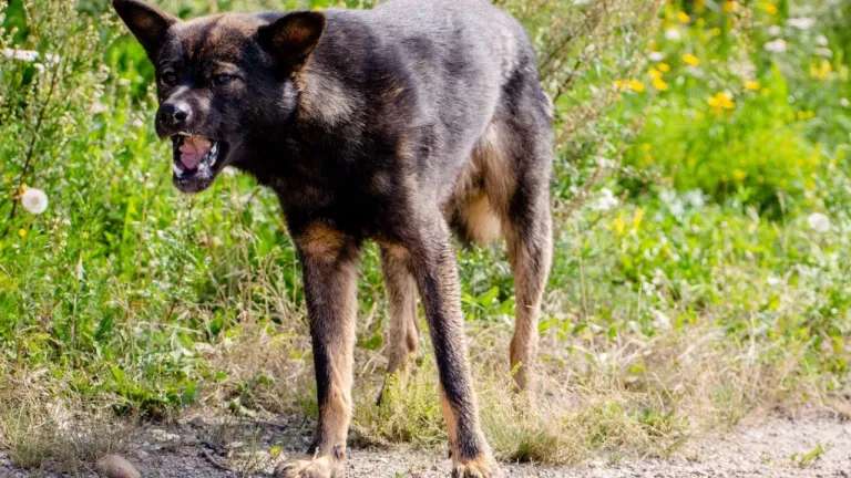 15 тыс. рублей заплатит администрация Братска за нападение безнадзорной собаки на ребëнка