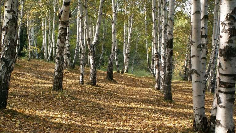 Рысь и медведь вышли к жителям Усть-Илимска