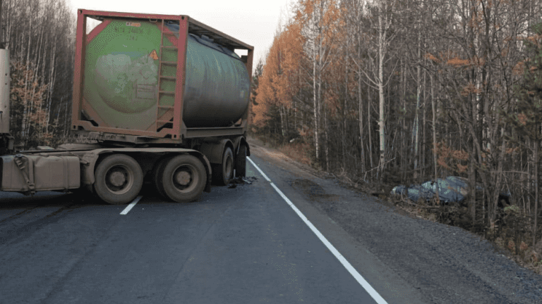 Мёртвый медведь спровоцировал две аварии на трассе Братск - Усть-Илимск