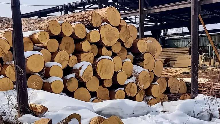 Иркутянин продал за границу 6 тыс. кубометров незаконно заготовленного леса
