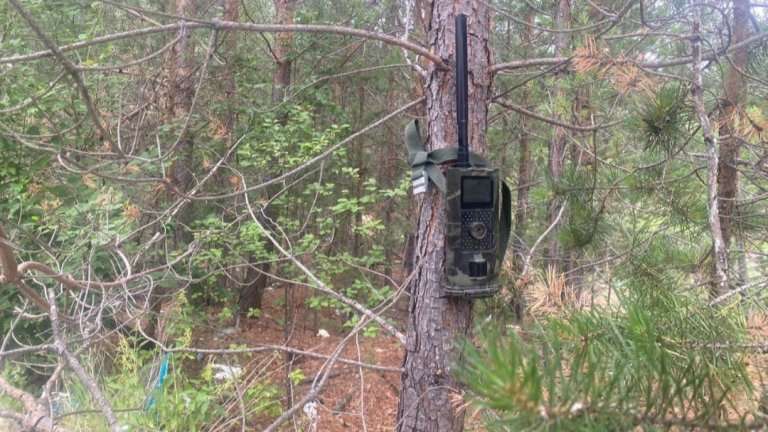 Более 60 фотоловушек расставили в лесах Приангарья