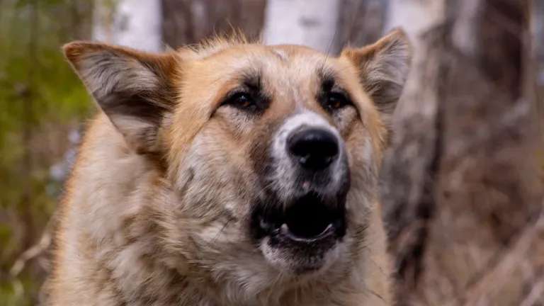В 15 тысяч рублей оценён моральный ущерб укушенному бродячей собакой ребёнку в Бодайбо