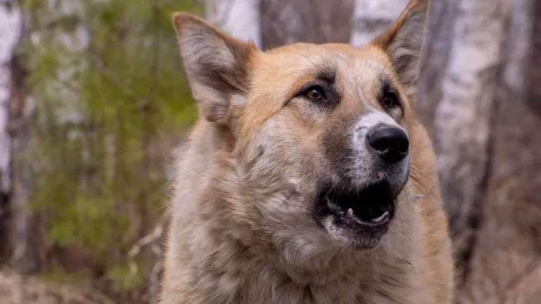 В связи с нападением собак на ребёнка в Братске возбуждено уголовное дело