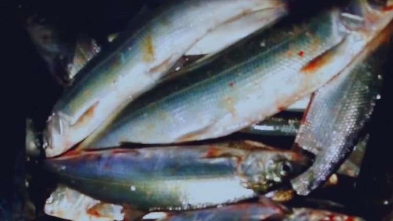 50 тысяч рублей штрафа за незаконный лов омуля заплатит житель Иркутского района