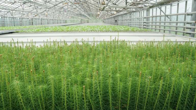 Более 805 кг семян высадили в лесопитомниках Приангарья