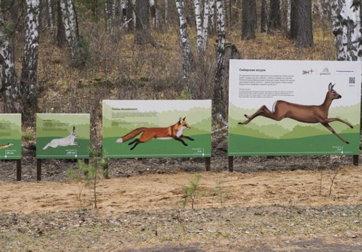 Интерактивные стенды появились на экотропе в Большом Голоустном
