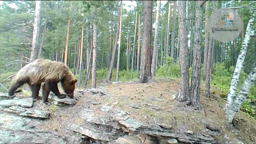 25 тыс. доз вакцины от бешенства разложат в лесах Иркутской области для диких животных
