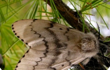 Непарный шелкопряд обнаружен в Осинском районе