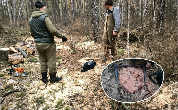 Незаконно спиливший деревья житель Ольхона выплатит пятикратную стоимость ущерба