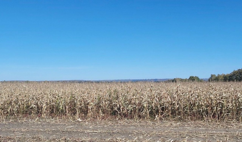 Пострадавшим от непогоды фермерам Иркутской области возместят большую часть ущерба