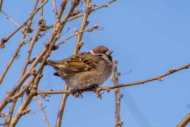 Вы спросили - мы ответили: допустимо ли нахождение воробьёв в продуктовом магазине?