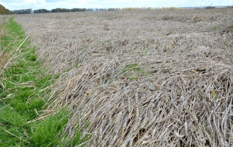 Год не будут платить за аренду земли фермеры Чунского округа