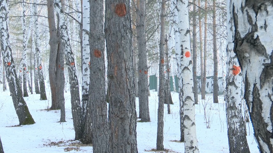 На защиту рощи в Академгородке от вырубки встали жители Иркутска