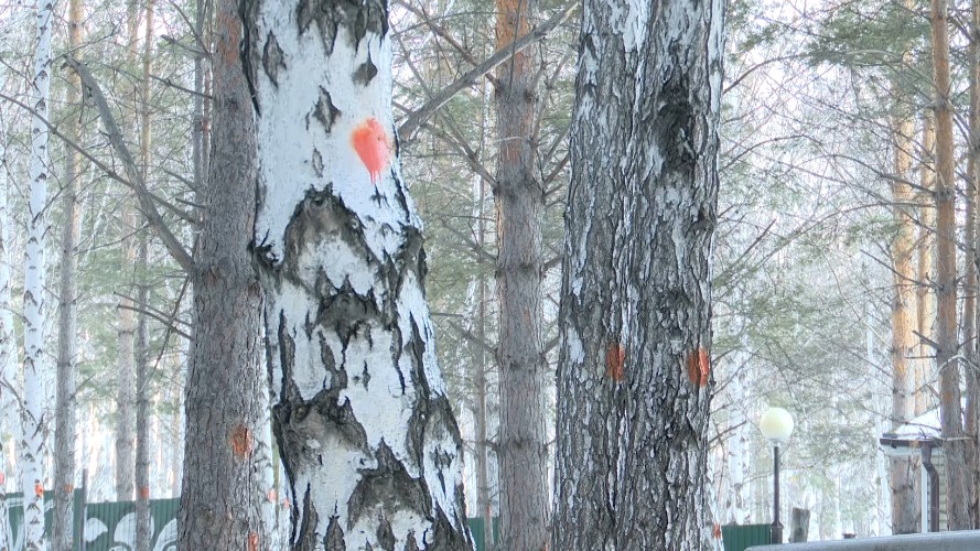 После митинга иркутян в защиту рощи Следком инициировал проверку по статье "Халатность"