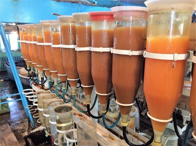 Рекордное количество икры пеляди заготовили в Приангарье