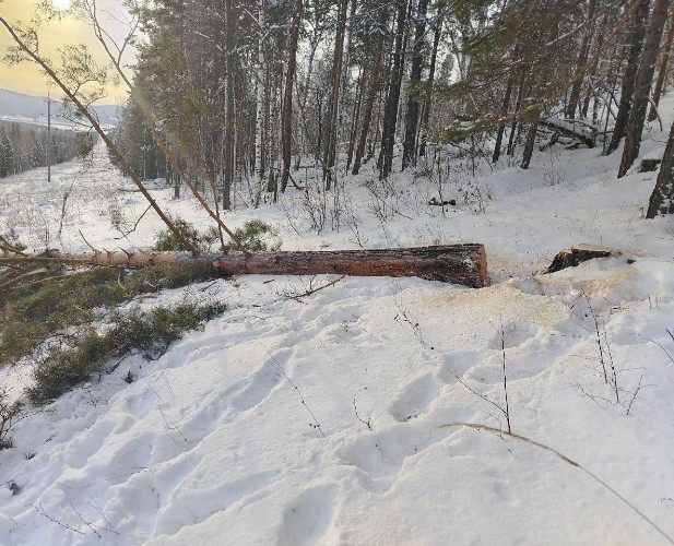 Чёрные лесорубы свалили сосну и лишили электричества несколько посёлков Осинского района