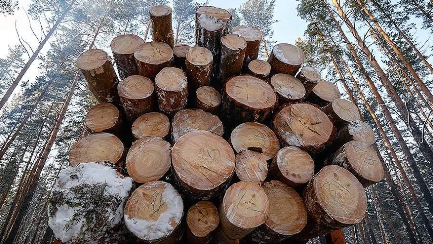 Дело о контрабанде леса на 580 млн рублей направлено в суд в Иркутской области