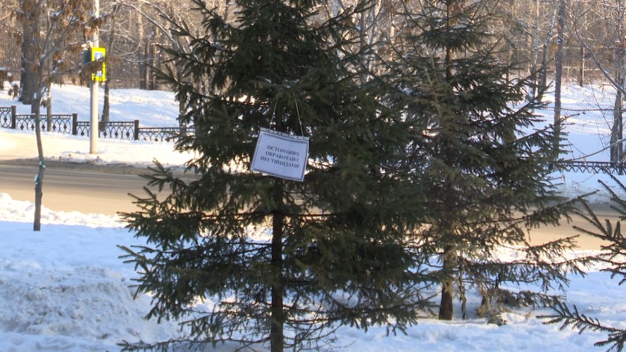 Более 3500 хвойных деревьев в Иркутске обольют спецсоставом от вандалов