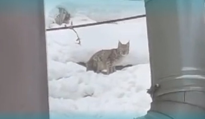 Рысь наведалась в посёлок Байкал