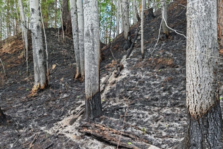 Житель Жигаловского района случайно сжёг 37 га леса