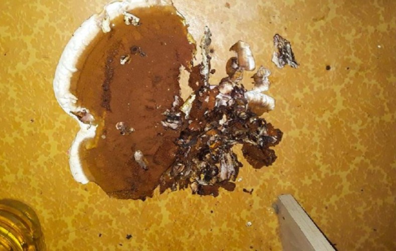 Грибы выросли в аварийном доме Нижнеудинска