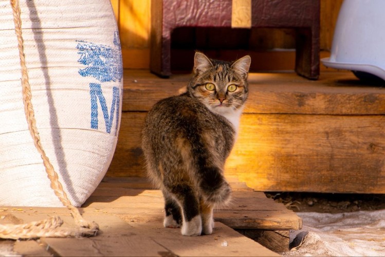 "По весточке": народная мудрость